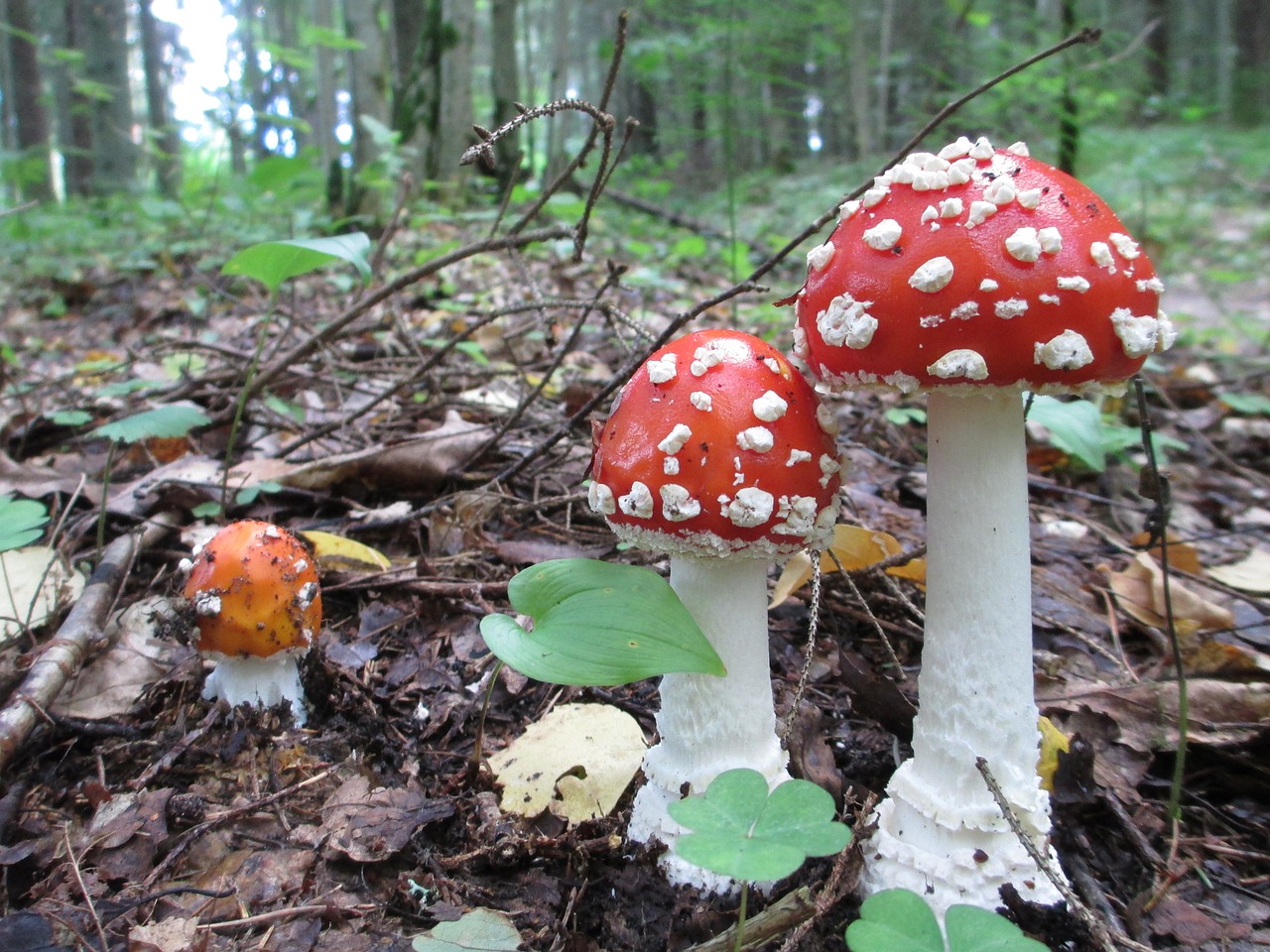 Skristi Agaro, Grybai, Miškas, Ruduo, Amanita, Toksiškas, Nuodingas, Gamta, Raudona, Skristi