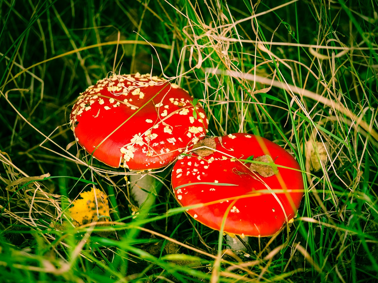 Skristi Agaro, Grybai, Samanos Fliegenpilz, Ruduo, Gamta, Toksiškas, Raudona, Raudonasis Agaro Grybas, Dovanos, Pieva