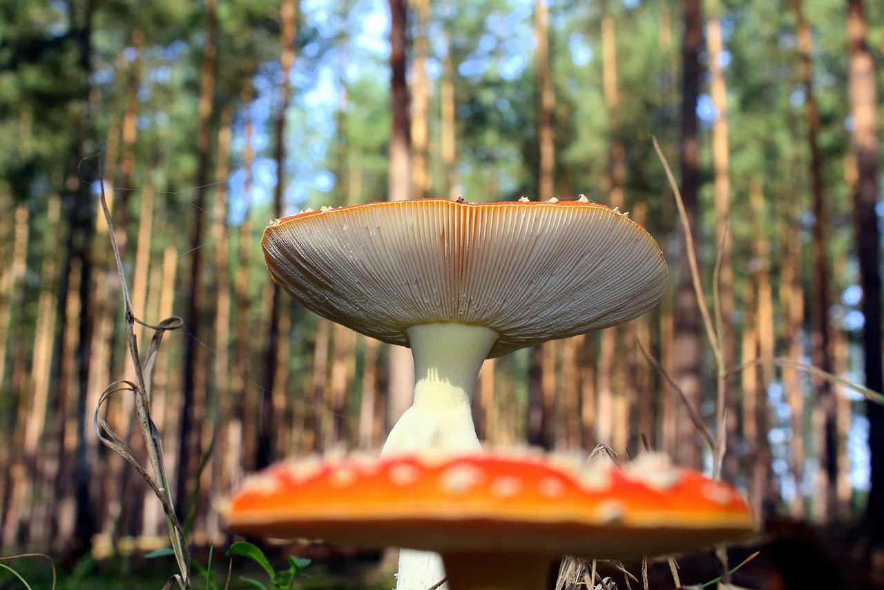 Skrenda Agaro Raudonai, Miškas, Nuodingi Grybai, Pakratai, Augmenija, Gamta, Nemokamos Nuotraukos,  Nemokama Licenzija