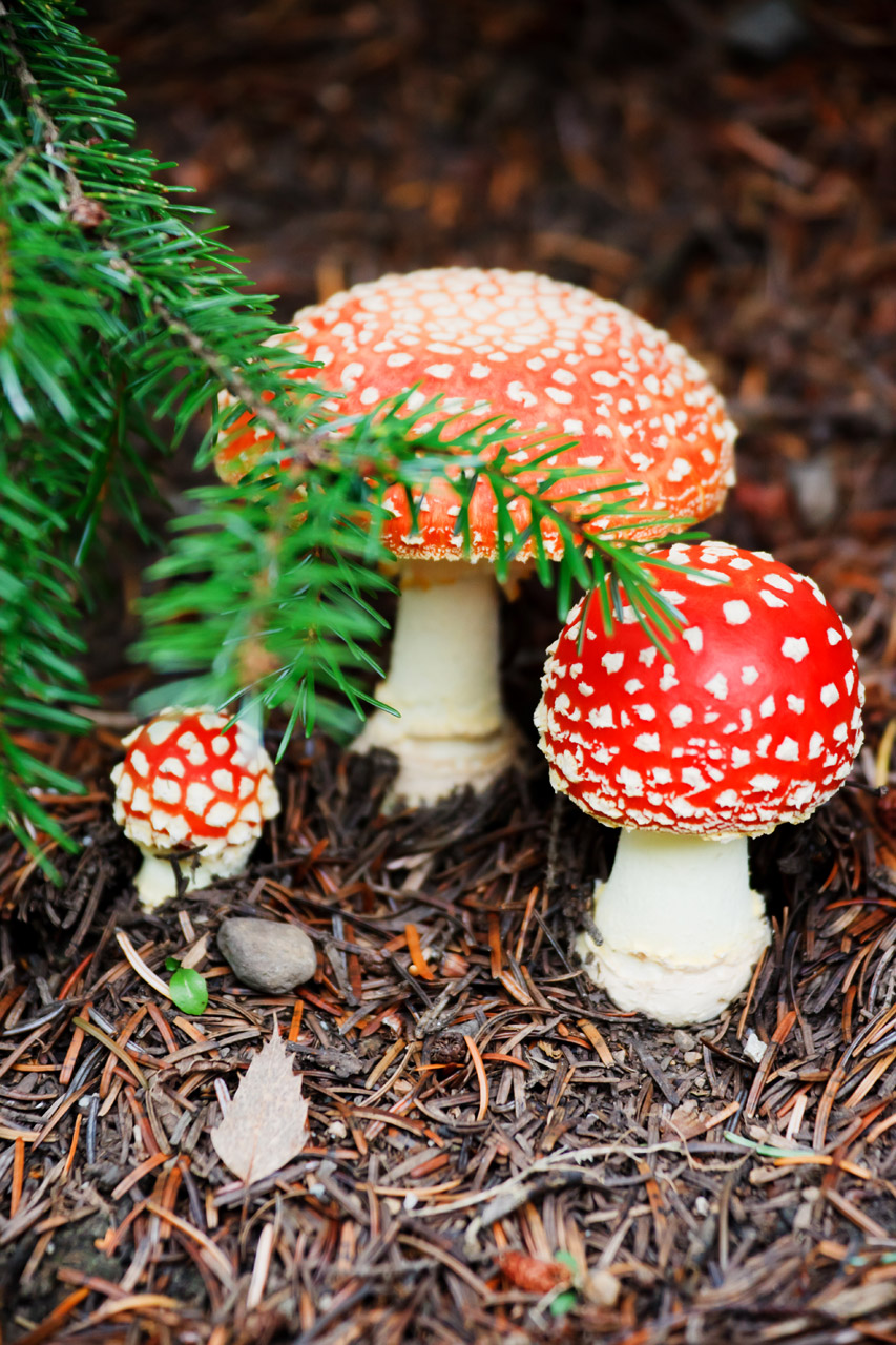 Skristi,  Agaric,  Amanita,  Muscaria,  Dangtelis,  Spalvinga,  Pavojus,  Kritimas,  Miškas,  Grybai