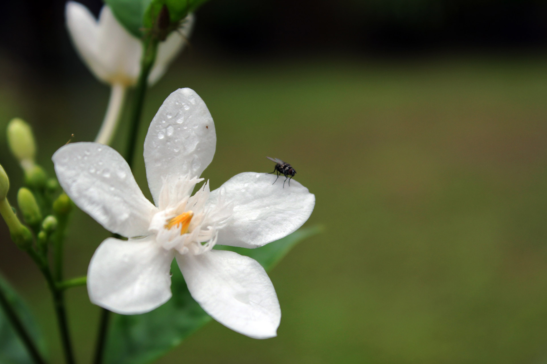 Is flower 4. Маленькие цветочки с белыми лепестками. Белый цветок с пятью лепестками. Маленькие белые цветы с пятью лепестками. Белые мелкие цветы 5 лепестков.