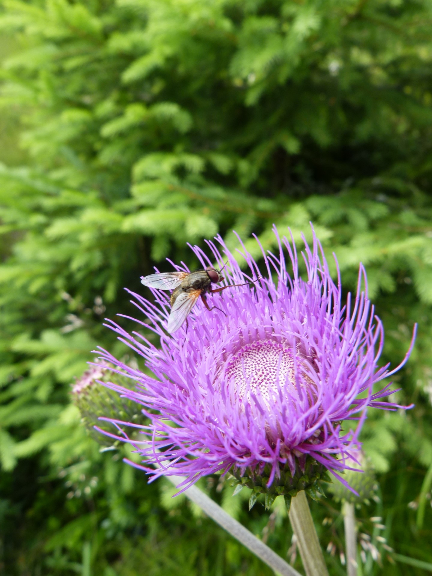 Skristi,  Drakonas,  Violetinė,  Sparnai,  Skristi Ant Rago, Nemokamos Nuotraukos,  Nemokama Licenzija