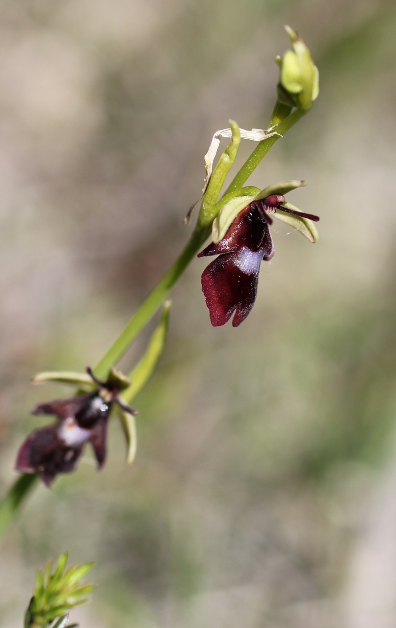 Skristi Orchidėja, Orchidėja, Laukinė Gėlė, Žiedas, Žydėti, Nemokamos Nuotraukos,  Nemokama Licenzija