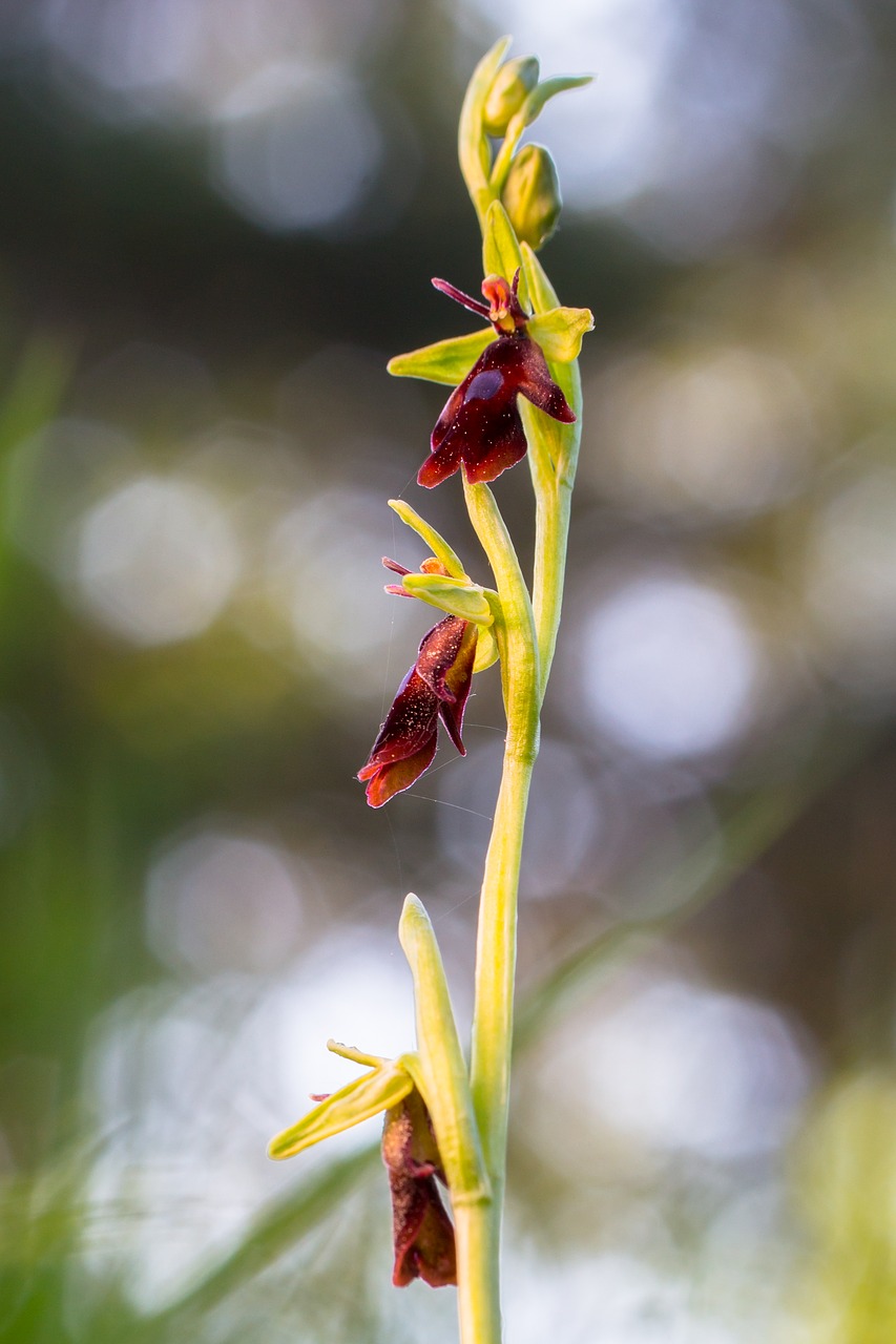 Skristi Orchidėja,  Wildform,  Orchidėjų,  Žiedas,  Žydi,  Žydi,  Apsaugotas, Nemokamos Nuotraukos,  Nemokama Licenzija