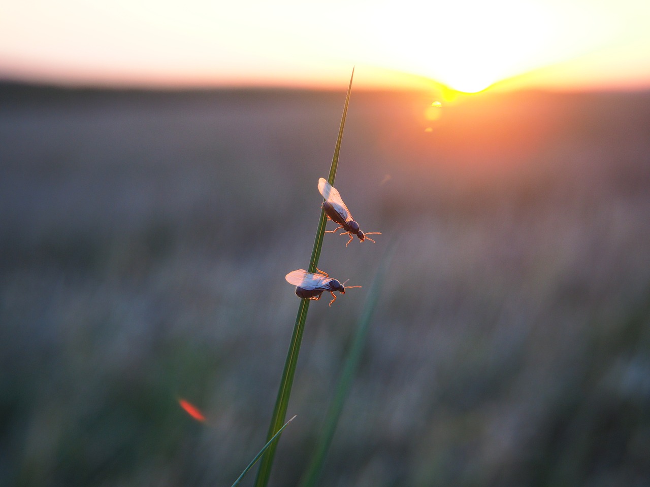 Skristi Skruzdėlės, Skruzdėlės, Ant, Vabzdys, Gamta, Gyvūnas, Abendstimmung, Nemokamos Nuotraukos,  Nemokama Licenzija