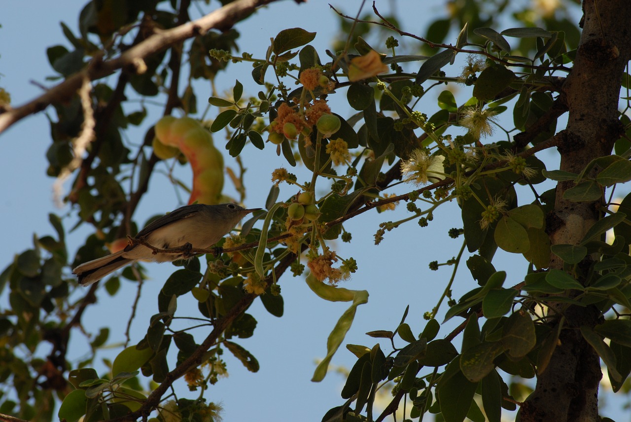 Skraidantis Paukštis Regioninis, Huamuchil, Medis, Nemokamos Nuotraukos,  Nemokama Licenzija