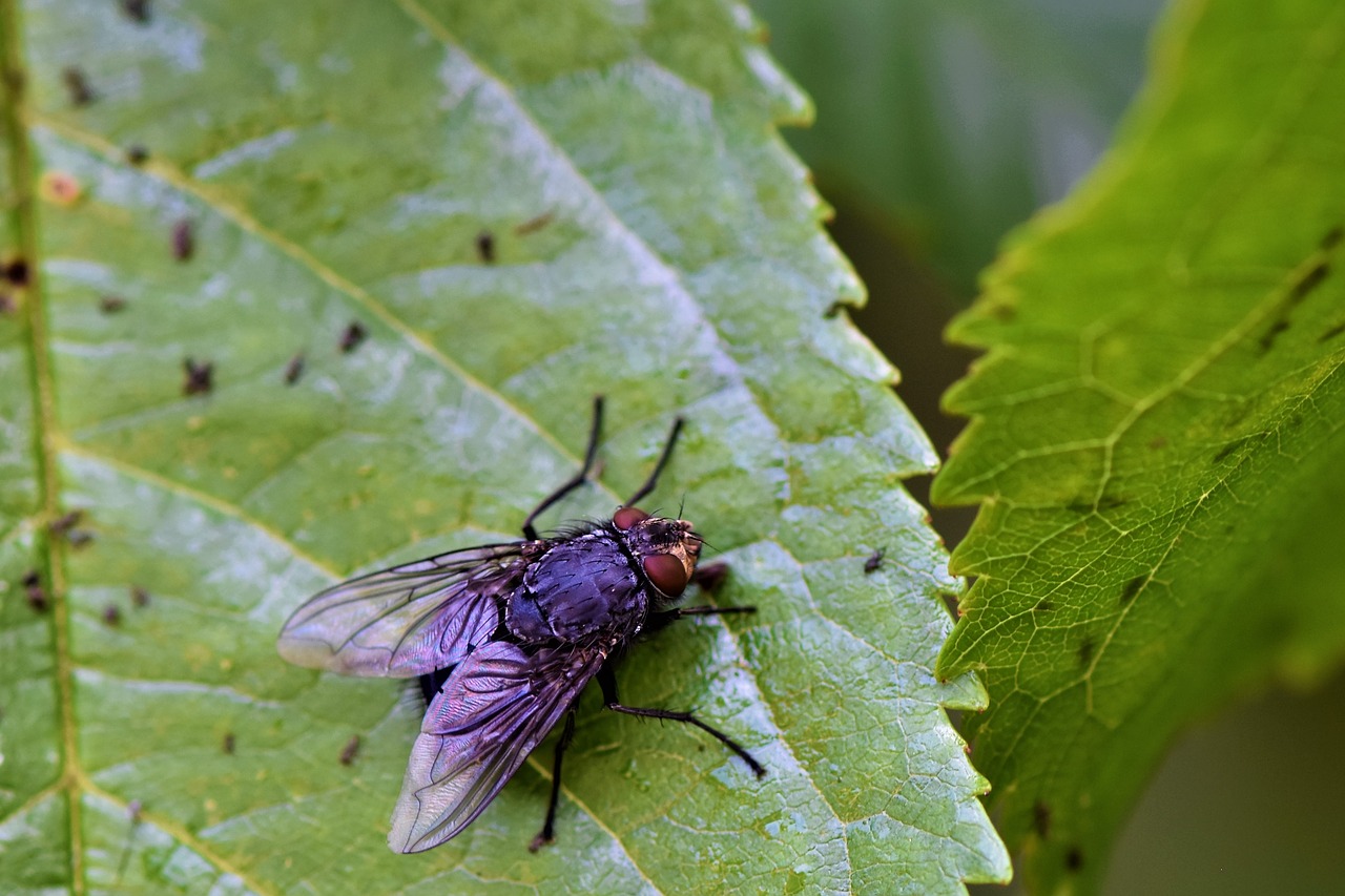 Plaukioja Vabzdžių,  Skristi,  Makro Nuotrauka, Nemokamos Nuotraukos,  Nemokama Licenzija