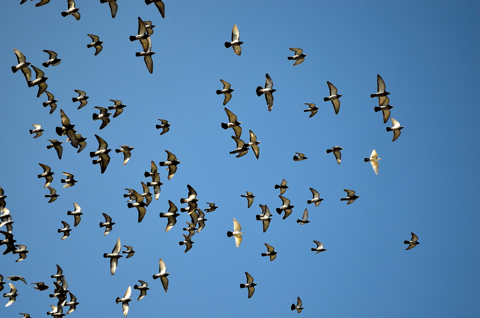 Balandžiai,  Balandis,  Paukštis,  Gyvūnas,  Dangus,  Mėlynas,  Flock,  Fonas,  Paukščiai,  Skrendantys Balandžiai