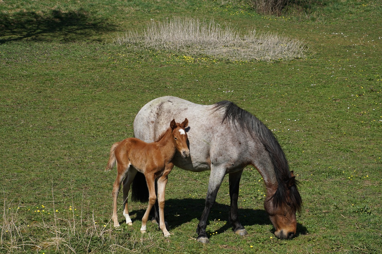 Kumeliukas, Mare, Kumelė Ir Kumelė, Ganykla, Kumelė Su Kumelėliu, Nemokamos Nuotraukos,  Nemokama Licenzija