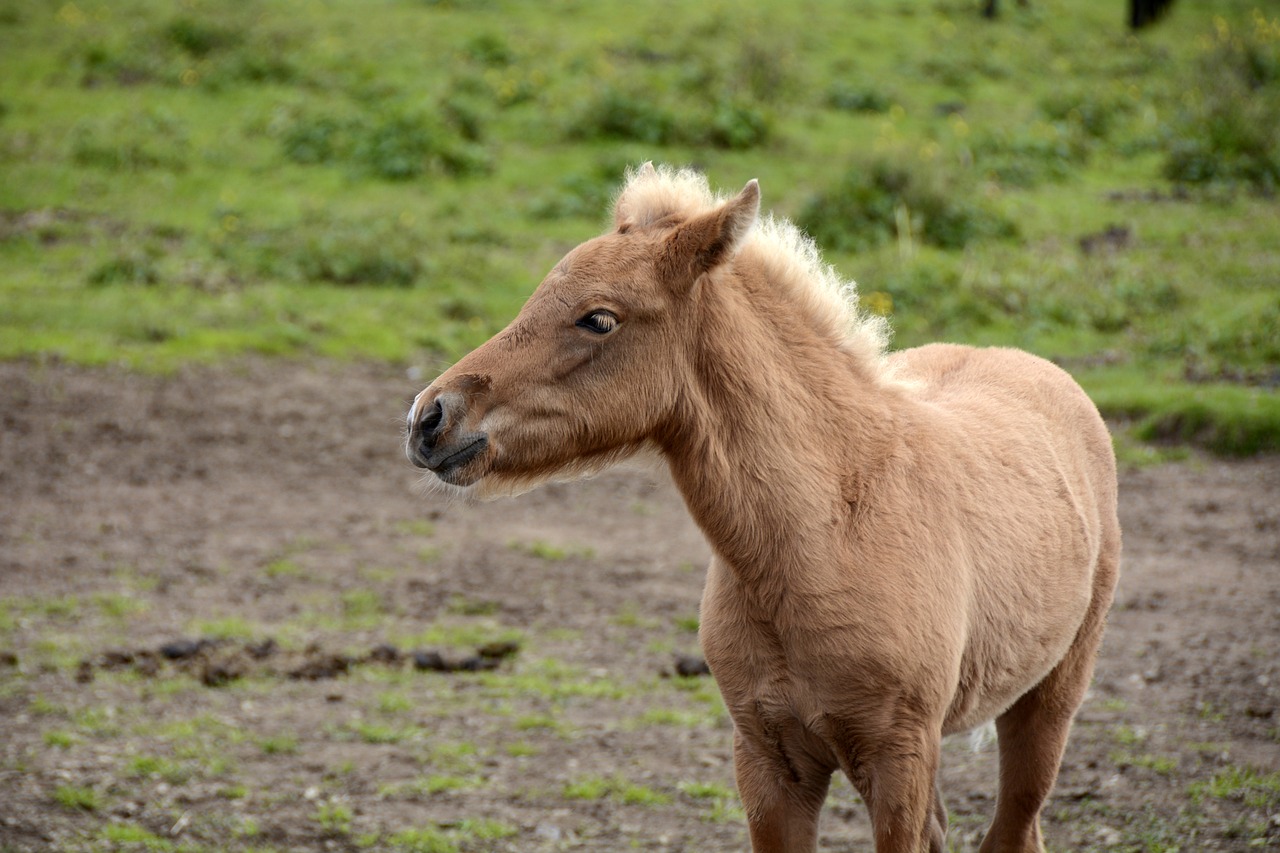 Kumeliukas, Iceland Pony, Gyvūnas, Padaras, Nemokamos Nuotraukos,  Nemokama Licenzija