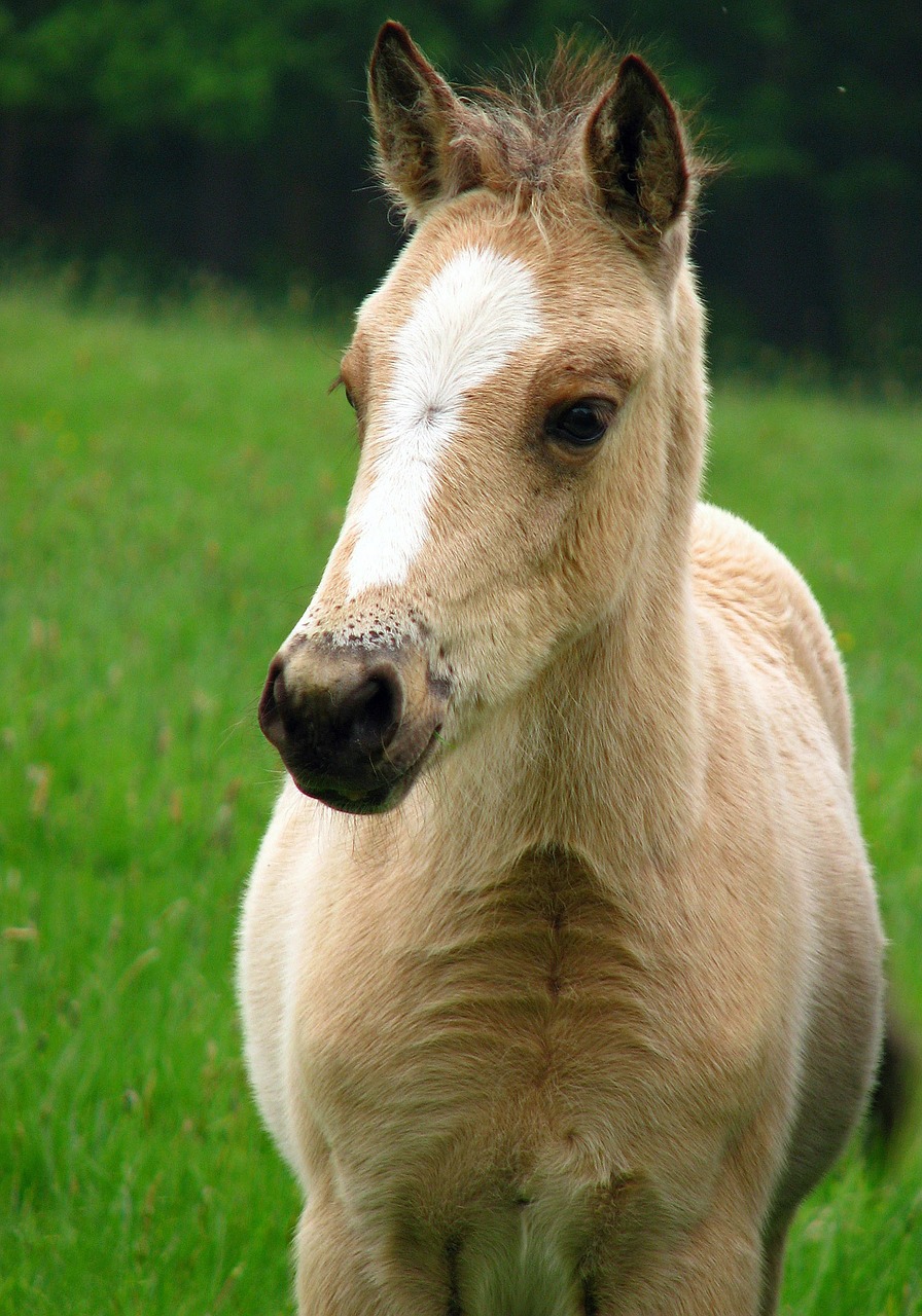 Kumeliukas, Arklys, Ponis, Kūdikis Arklys, Jaunas, Asilas, Naujas Miško Ponis, Arkliai, Gyvūnas, Laukiniai