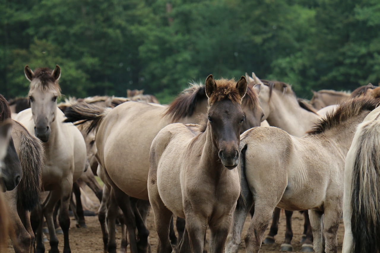 Kumeliukas, Arklys, Flock, Pilka, Ponis, Žinduolis, Poilsis, Laukinis Arklys, Nemokamos Nuotraukos,  Nemokama Licenzija