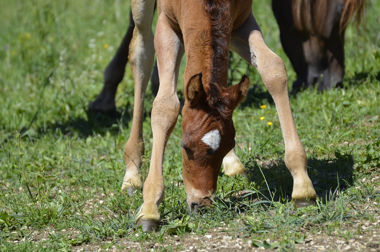 Kumeliukas, Blaze, Visas Kraujas, Marbachas, Oda Ir Auginimo Šalis, Grynas Arabiškas, Rudas Pelėsis, Eržilas, Žiurkė, Galva