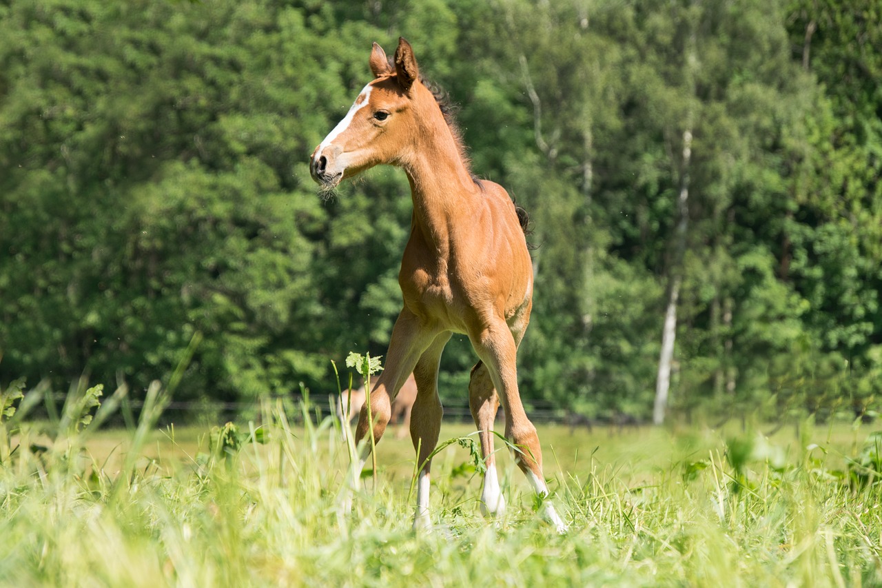 Kumeliukas,  Jauna,  Mažas,  Saldus,  Gyvūnas,  Arklys,  Pony,  Važiuoti,  Žolė,  Meadow