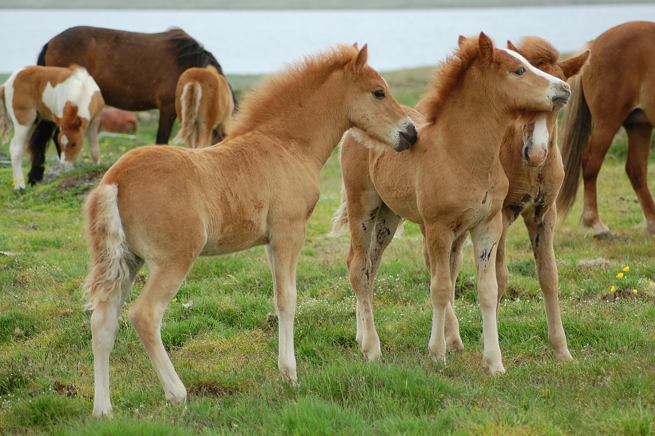 Kumeliukas, Islandijos Žirgai, Iceland, Nemokamos Nuotraukos,  Nemokama Licenzija