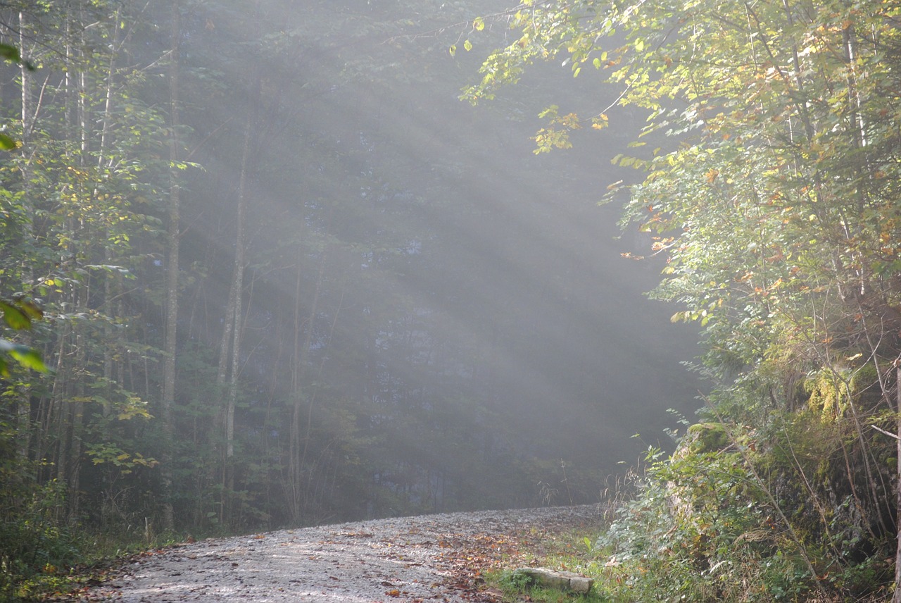 Rūkas, Morgenstimmung, Ruduo, Nemokamos Nuotraukos,  Nemokama Licenzija