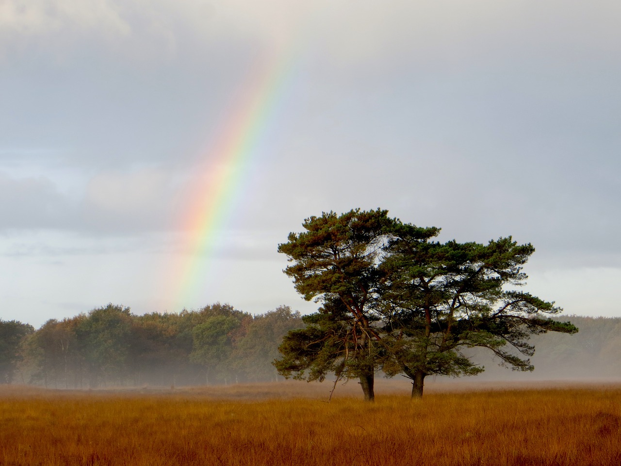 Vaivorykštė, Kraštovaizdis, Medis, Rūkas, Delleboesterheide, Gamta, Nemokamos Nuotraukos,  Nemokama Licenzija