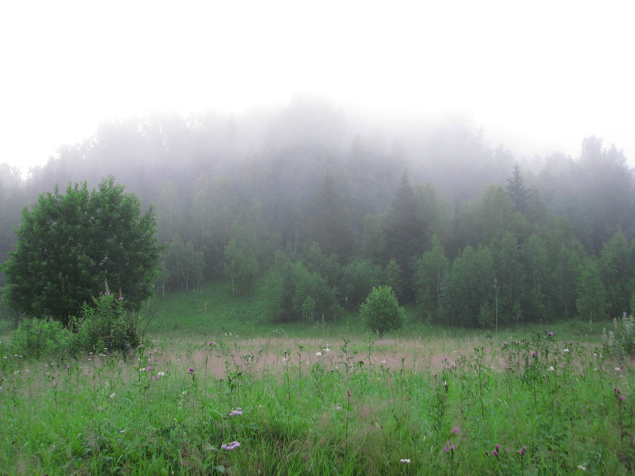 Rūkas, Miško Žolė, Laistymas, Gamta, Kraštovaizdis, Rytas, Žalumos, Turizmas, Vasara, Kelionė