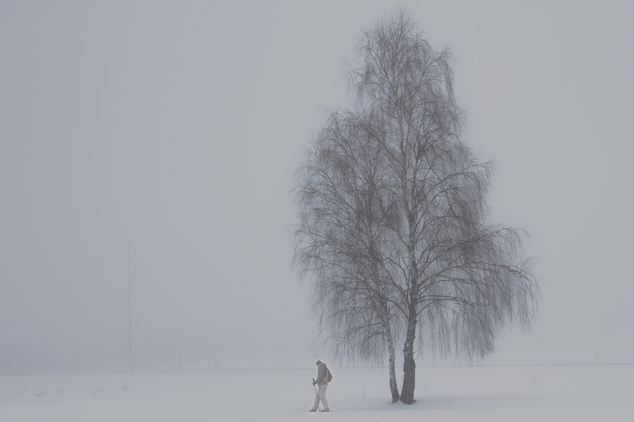 Rūkas, Beržas, Žiema, Snowshoeing, Medžiai, Nuotaika, Srutos, Vienatvė, Oro Temperamentas, Nemokamos Nuotraukos