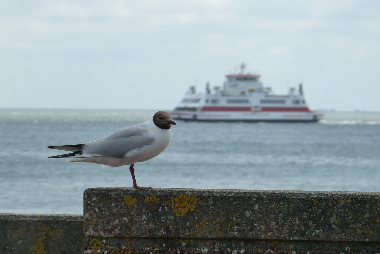 Föhr, Keltas, Šventė, Juodoji Galva, Jūra, Vanduo, Atsigavimas, Turizmas, Šiaurės Jūra, Nordfriesland