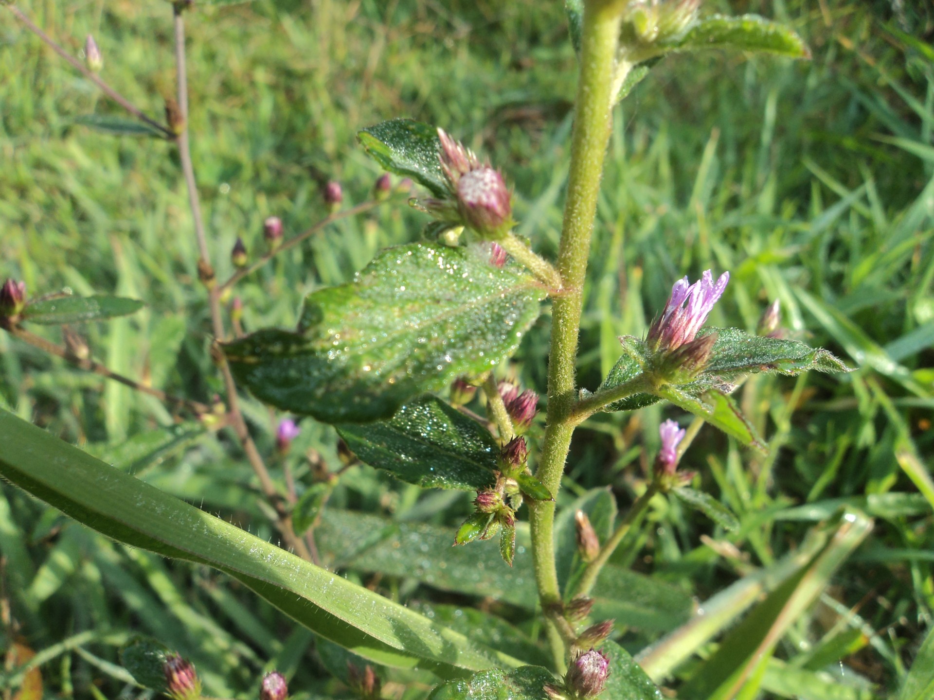 Lapai,  Lapai 2, Nemokamos Nuotraukos,  Nemokama Licenzija