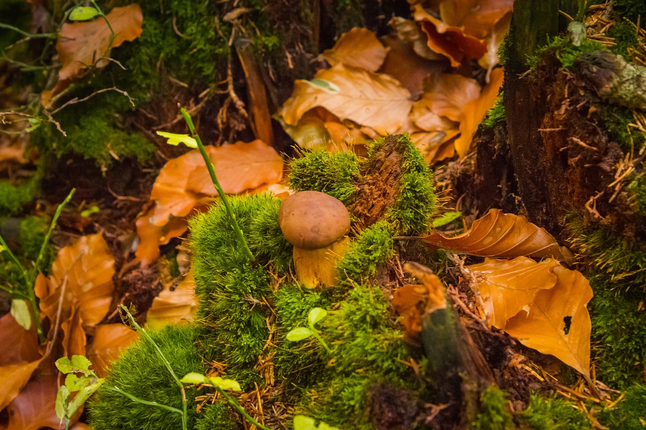 Lapija, Ruduo, Gamta, Grybelis, Boletus, Samanos, Nemokamos Nuotraukos,  Nemokama Licenzija