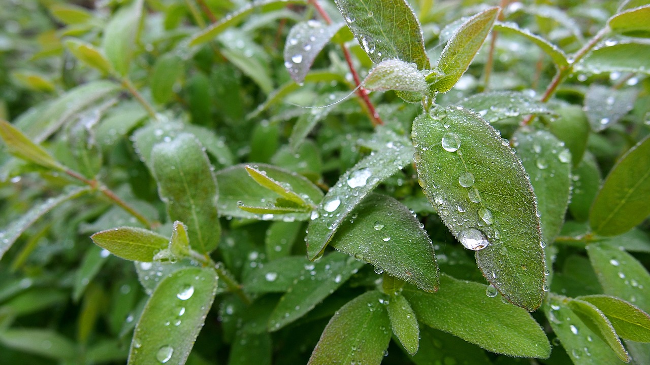 Lapija, Rosa, Lašai Vandens, Augalas, Makro, Gamta, Lašai, Žalias, Lietaus Lašai, Rytas