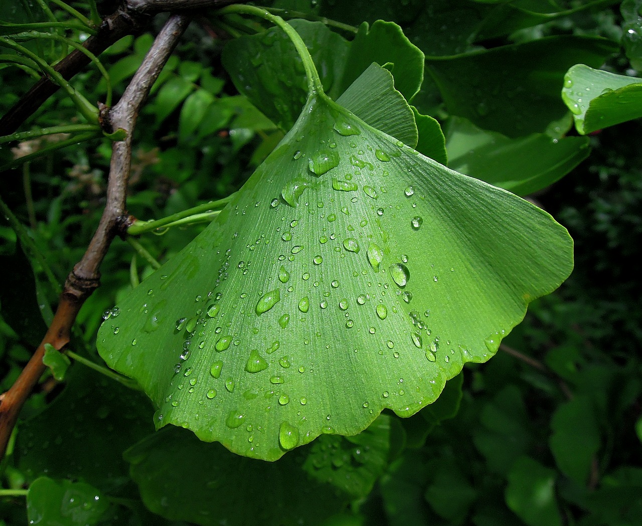 Lapija, Ginkmedžio Lapelis, Ginkgo Biloba, Paparčio Pušis, Žalias, Liūtys, Tiesiog Pridėti Vandens, Augalas, Atostogos, Žalias Lapas