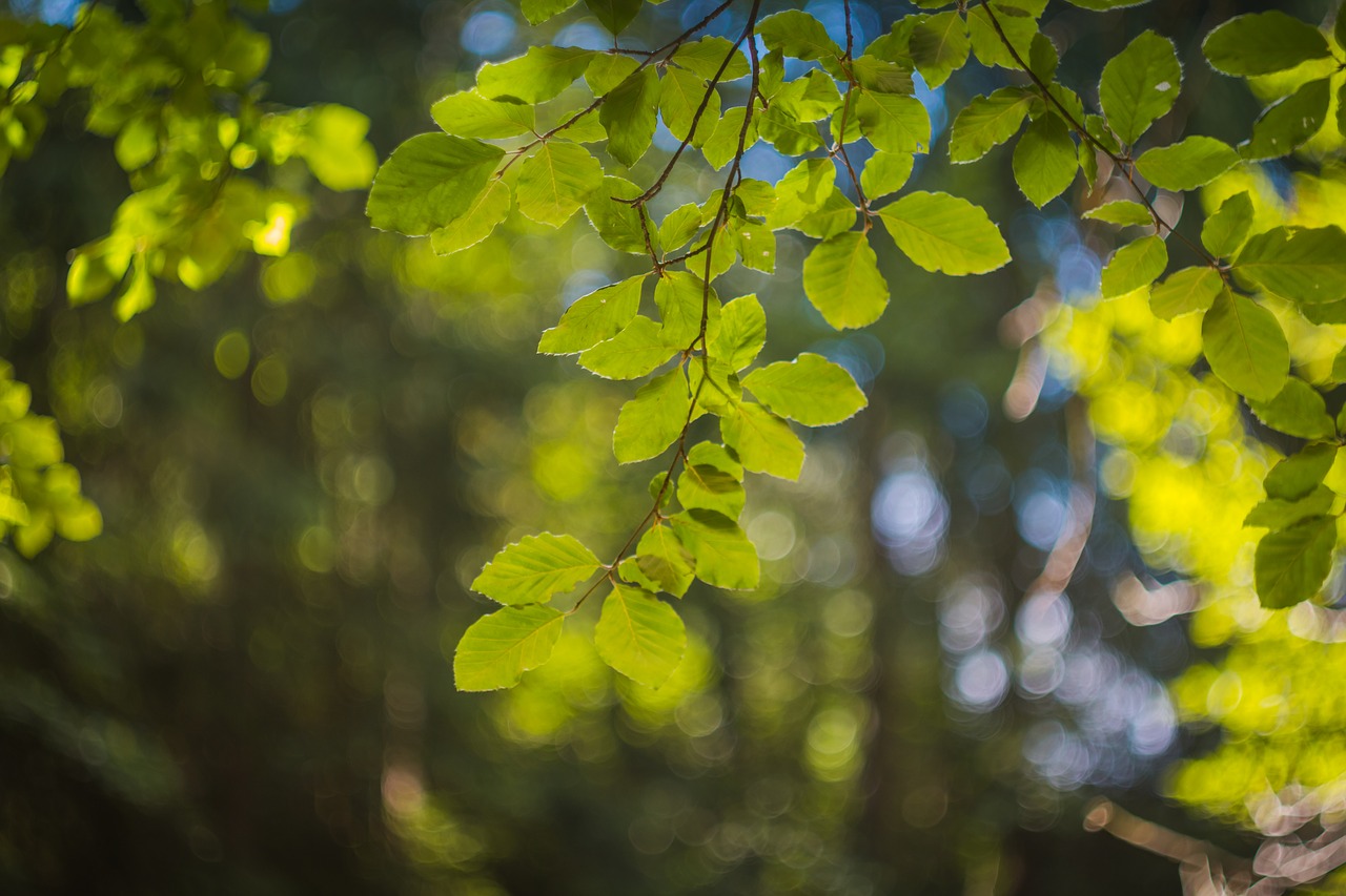 Lapija, Šviesa, Vasara, Bokeh, Dėmesio, Išsamiai, Gamta, Miškas, Nemokamos Nuotraukos,  Nemokama Licenzija