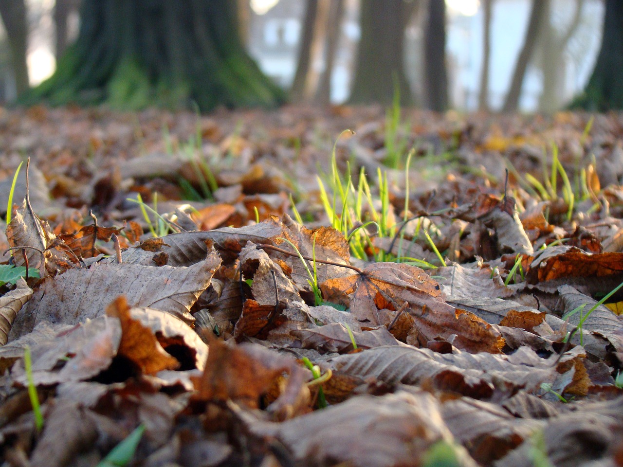 Lapija, Sausas Lapai, Ruduo, Makro, Sausas, Rudens Lapai, Rudens Lapija, Bronza, Rudens Auksas, Nudrusių Lapų