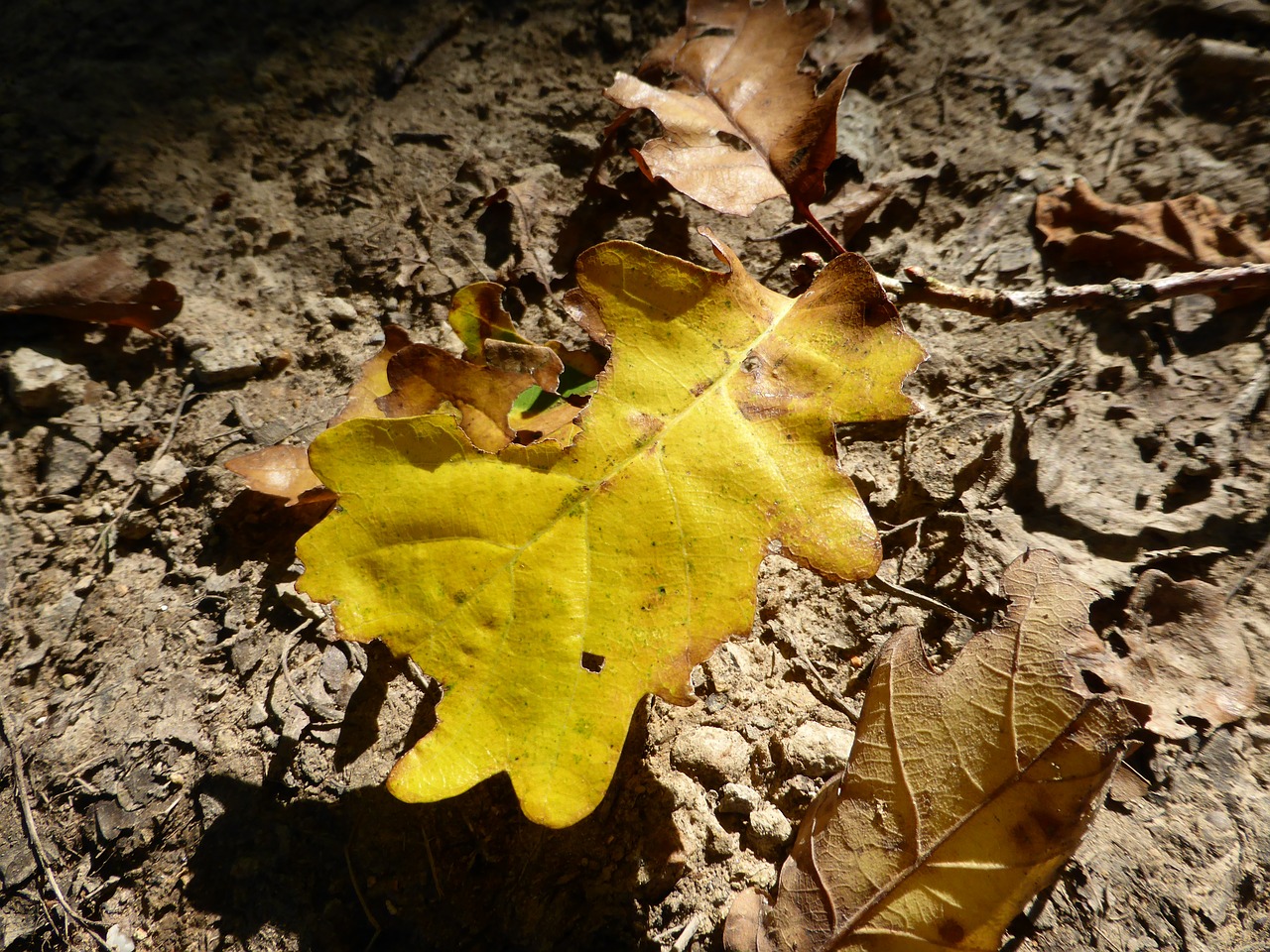 Lapija, Gamta, Ruduo, Geltona, Avar, Šviesa, Lapų Žarnos, Makro, Purvas, Nuotaika