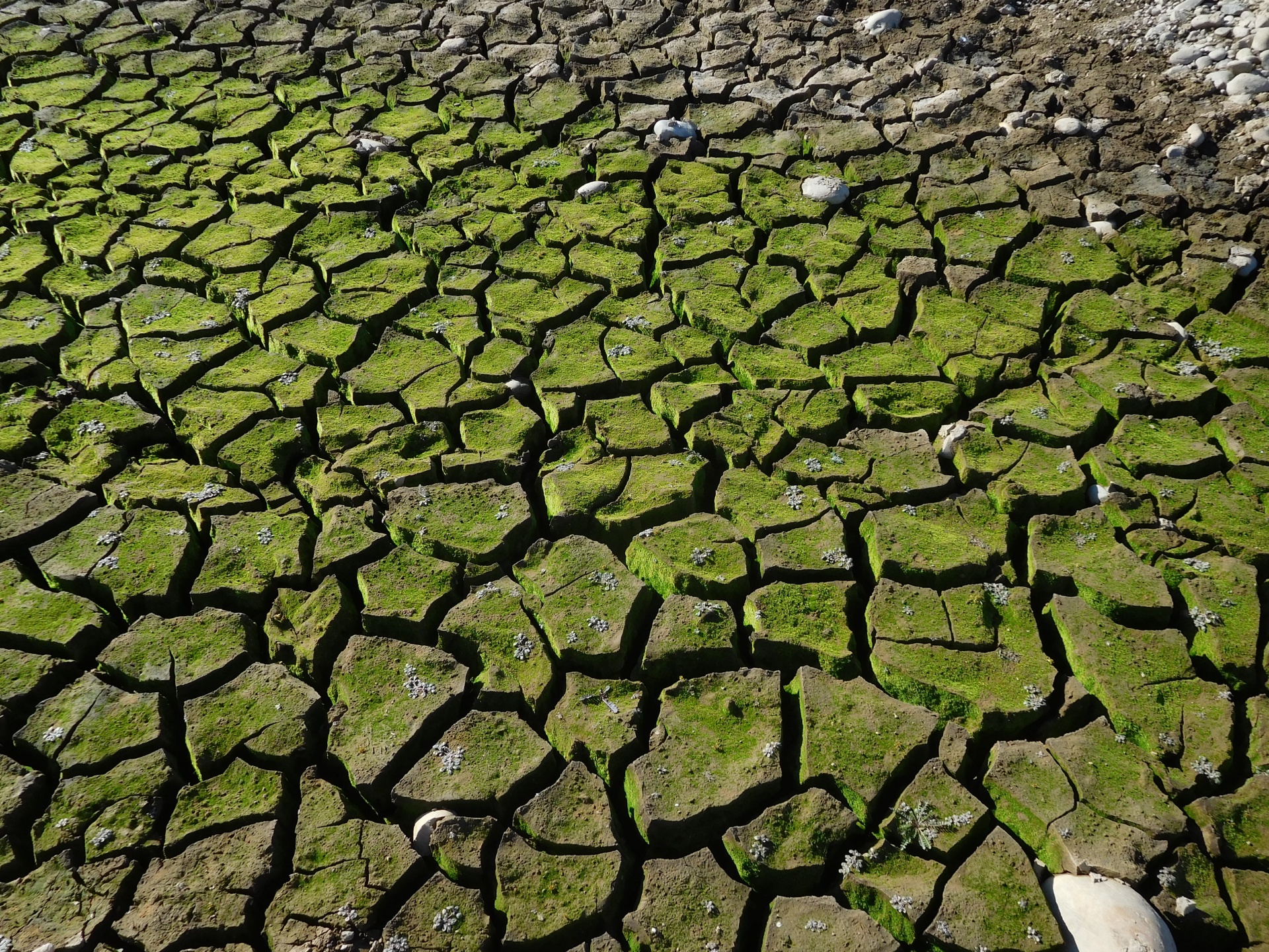 Тема засуха. Засуха. Засуха в России. Засуха и зелень. Засуха картинки.
