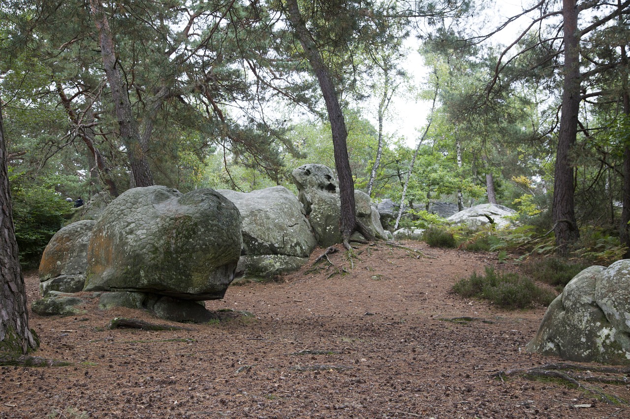 Fontainebleau,  Miškas,  Žalias,  Mediena,  Žygiai,  Gamta,  Medžiai,  Kelias,  Lapija,  Kraštovaizdis