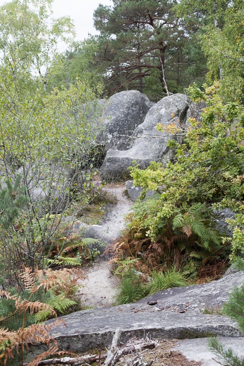 Fontainebleau,  Miškas,  Žalias,  Mediena,  Žygiai,  Gamta,  Medžiai,  Kelias,  Lapija,  Kraštovaizdis
