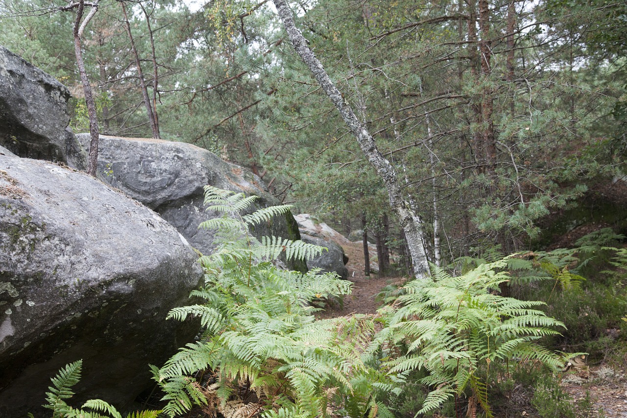 Fontainebleau,  Miškas,  Žalias,  Mediena,  Žygiai,  Gamta,  Medžiai,  Kelias,  Lapija,  Kraštovaizdis