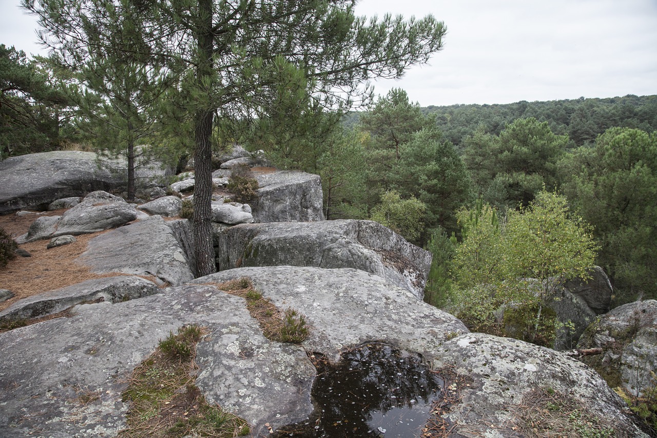 Fontainebleau,  Miškas,  Žalias,  Mediena,  Žygiai,  Gamta,  Medžiai,  Kelias,  Lapija,  Kraštovaizdis