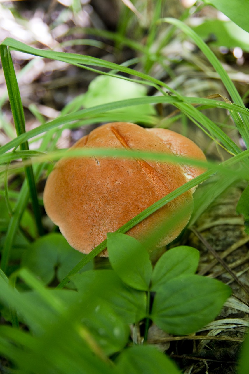 Maistas, Dangtelis, Grybelis, Žolė, Grybai, Miškas, Valgomieji, Grybai, Ruda, Gamta