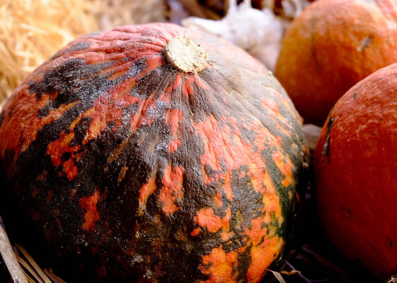 Maistas,  Gamta,  Kritimas,  Niekas,  Tapetai,  Moliūgas,  Halloween,  Skvošas,  Daržovių,  Geros Sveikatos