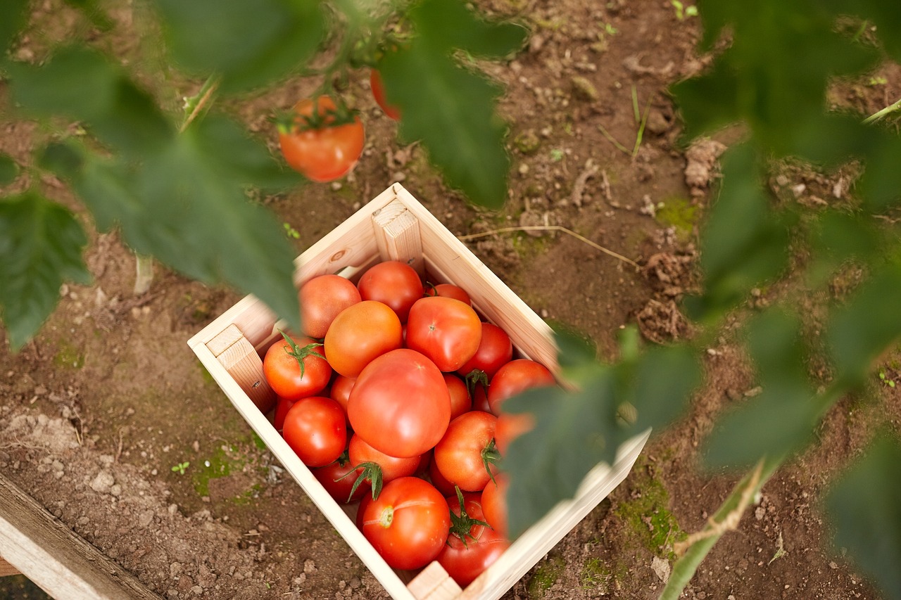 Maisto,  Vaisių,  Lapų,  Daržovių, Nemokamos Nuotraukos,  Nemokama Licenzija