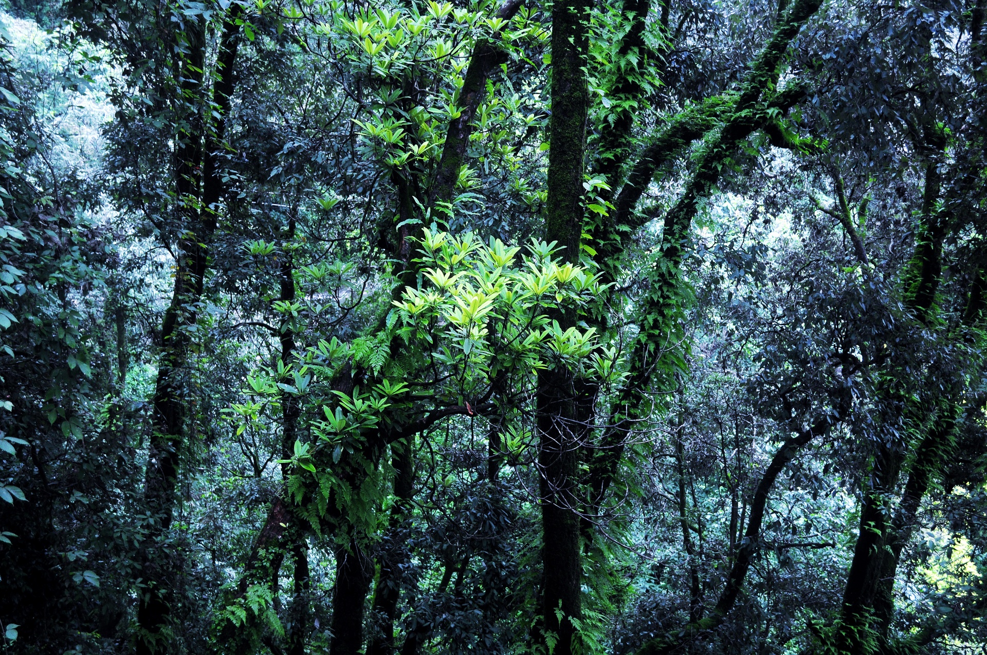 Medžiai,  Miškas,  Augalai,  Gamta,  Tamsi,  Žalias,  Miškas 01, Nemokamos Nuotraukos,  Nemokama Licenzija