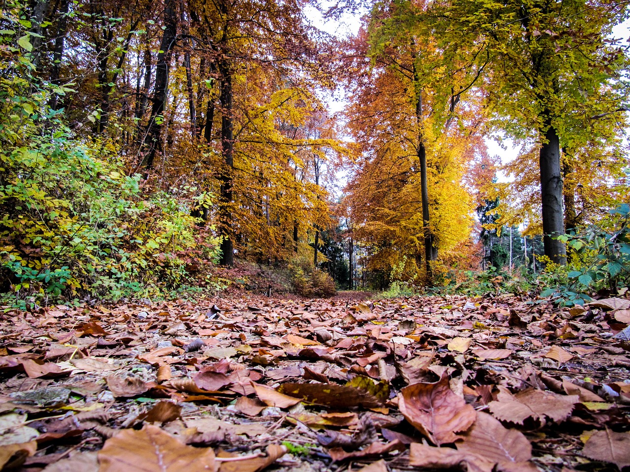 Miškas, Lapai, Ruduo, Nemokamos Nuotraukos,  Nemokama Licenzija