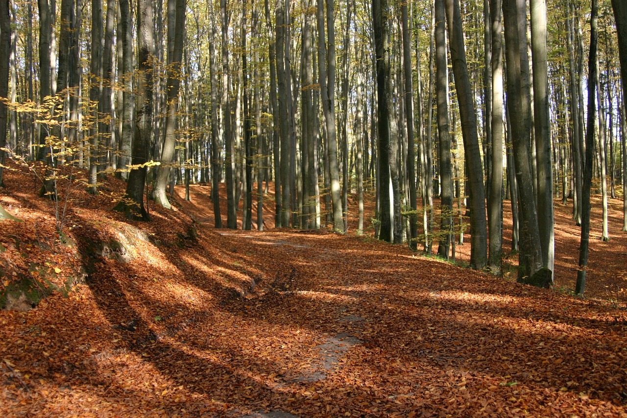 Miškas, Lapija, Ruduo, Medis, Gamta, Parkas, Spalio Mėn, Rudens Auksas, Nemokamos Nuotraukos,  Nemokama Licenzija