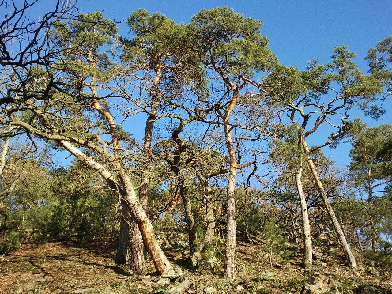 Miškas, Medžiai, Pomidorų Miškas, Gamta, Nemokamos Nuotraukos,  Nemokama Licenzija