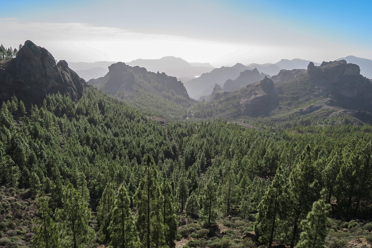 Miškas, Kanarų Salos, Gran-Canaria, Kalnas, Kalnai, Gamta, Kalnų Kraštovaizdis, Mediena, Nemokamos Nuotraukos,  Nemokama Licenzija