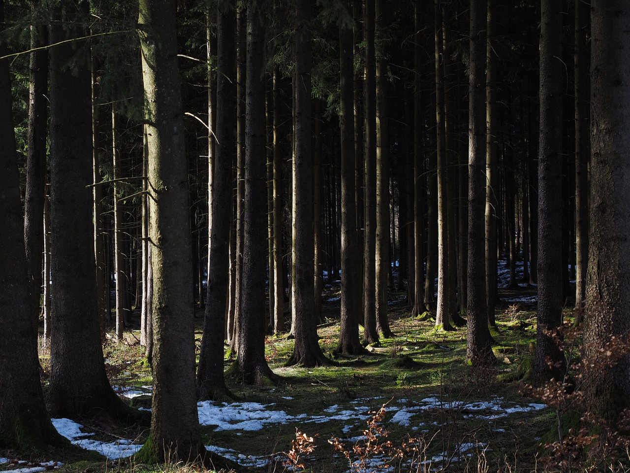 Miškas, Medžiai, Medžių Kamienus, Spygliuočių Miškas, Nemokamos Nuotraukos,  Nemokama Licenzija