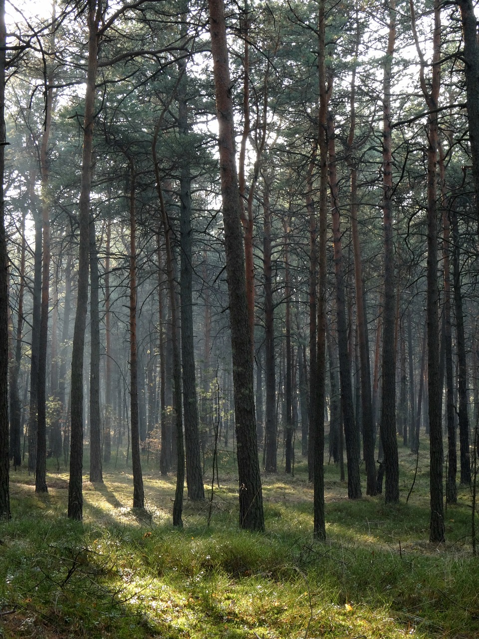 Miškas, Medis, Gamta, Šviesa, Ruduo, Nemokamos Nuotraukos,  Nemokama Licenzija