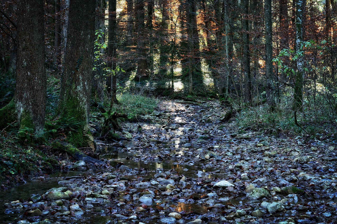 Miškas, Ruduo, Bachas, Srauto Lova, Gamta, Vanduo, Akmenys, Out, Tylus, Atsipalaiduoti