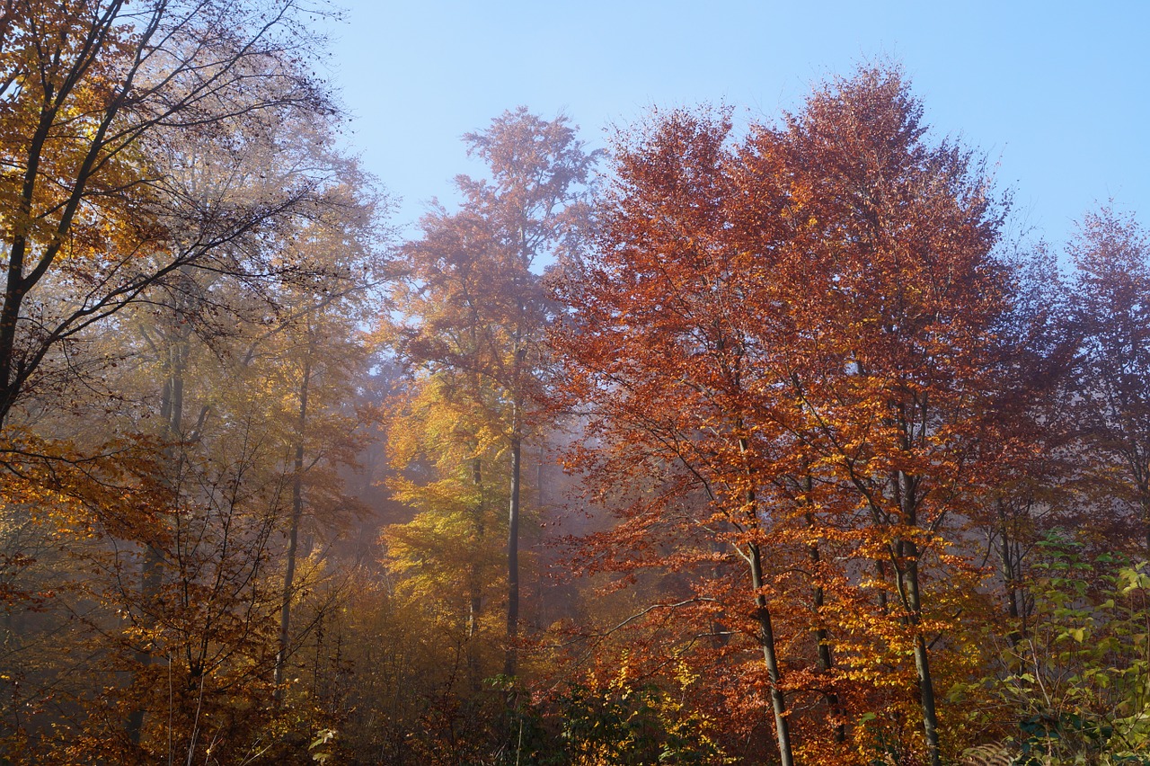 Miškas, Ruduo, Spalvoti Lapai, Rudens Miškas, Lapai, Gamta, Kritimo Lapija, Saulė, Nemokamos Nuotraukos,  Nemokama Licenzija