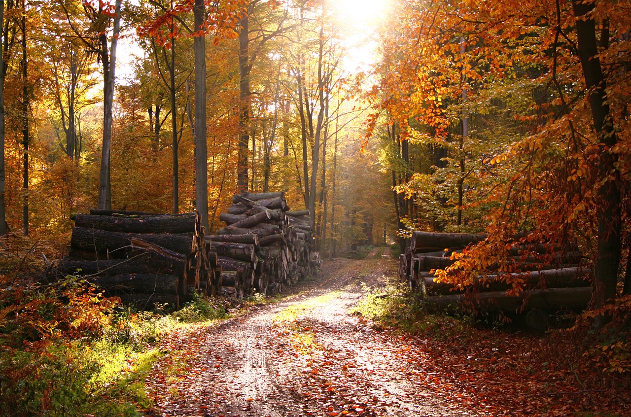 Miškas, Pasakų Miškas, Ruduo, Lapai, Geltonieji Lapai, Rudens Lapai, Aukso Ruduo, Nemokamos Nuotraukos,  Nemokama Licenzija