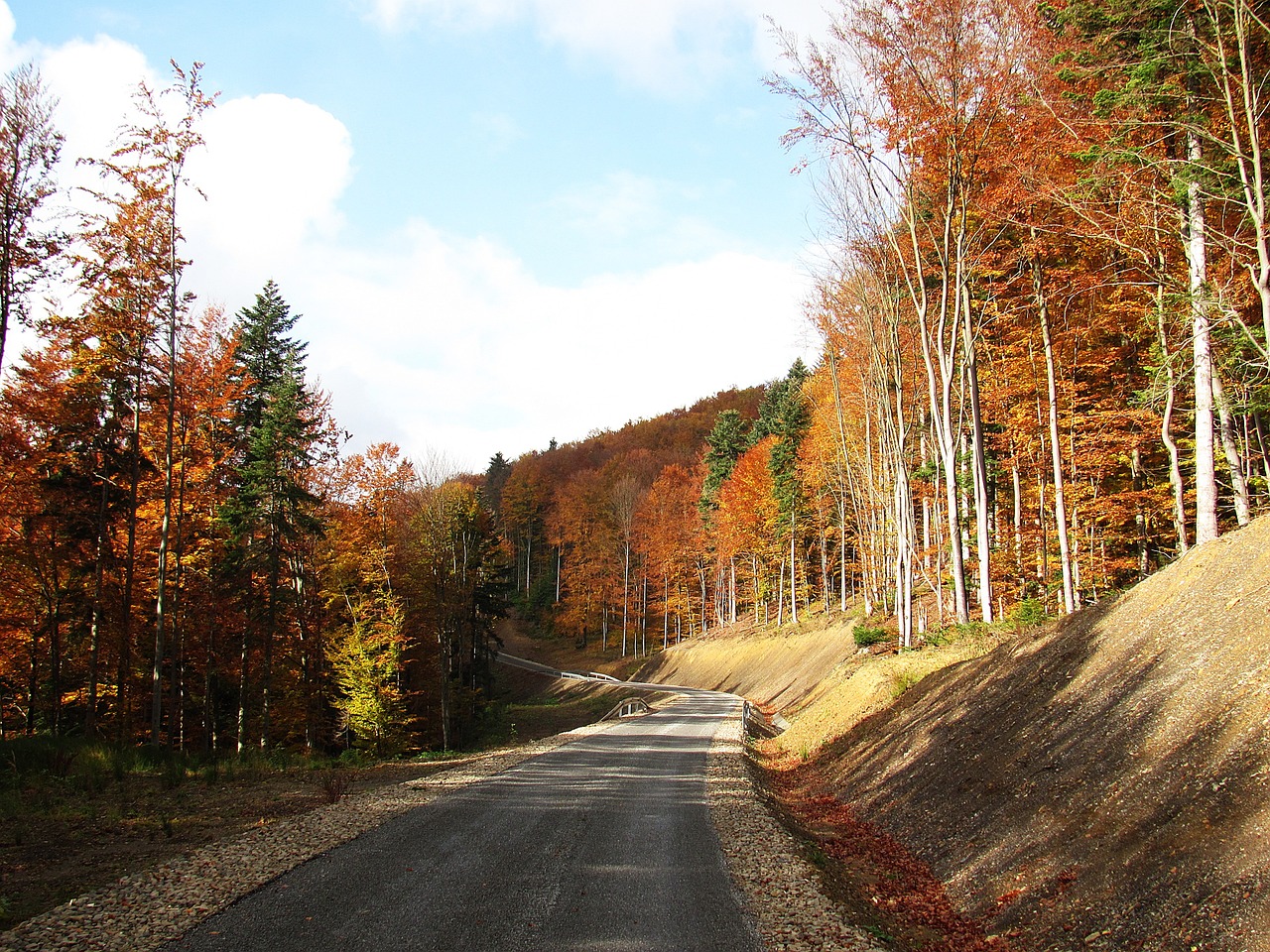 Miškas, Kraštovaizdis, Medis, Gamta, Ruduo, Konary, Spacer, Lapija, Parkas, Vaizdas